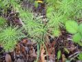 Equisetum arvensis